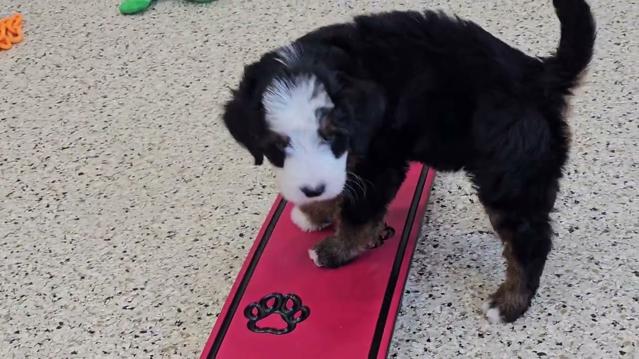 Cute Puppy Video Lane Mini Bernedoodle Puppy 