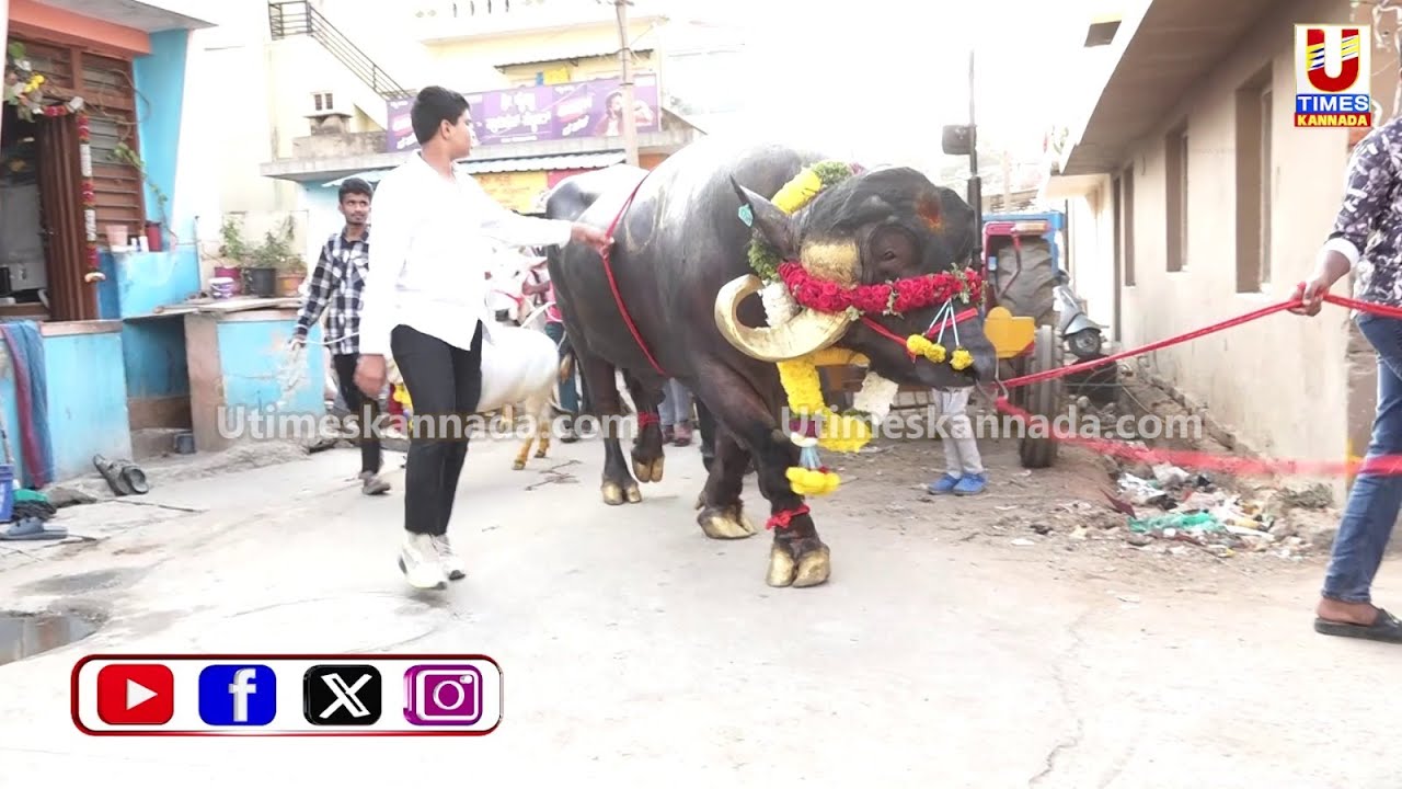 KOLATR || ಸಂಕ್ರಾಂತಿ ಪ್ರಯುಕ್ತ ರಾಸುಗಳ ಮೆರವಣಿಗೆಯಲ್ಲಿ ಗಮನ ಸೆಳೆದ 40 ಲಕ್ಷ ಮೌಲ್ಯದ ಎಮ್ಮೆಗಳು..!