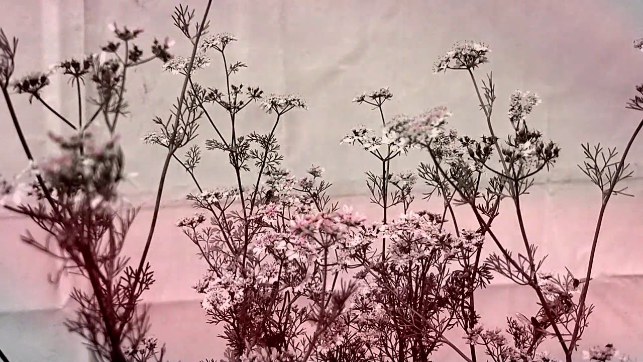 Robin Saville: The Deepdale Halophyte Economy