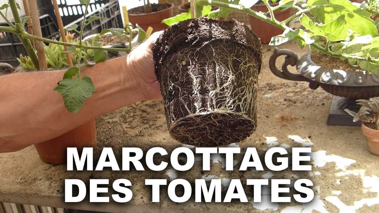 Marcottage des tomates