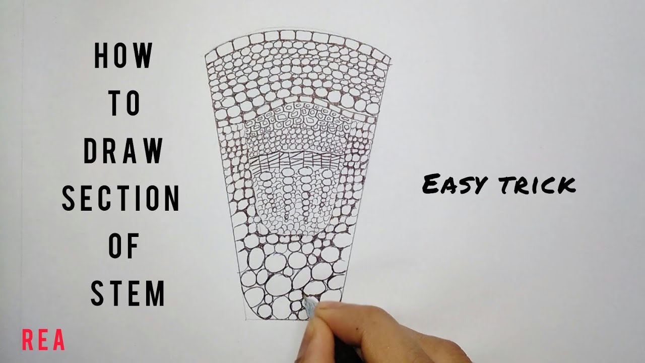 How to draw Section of a Stem