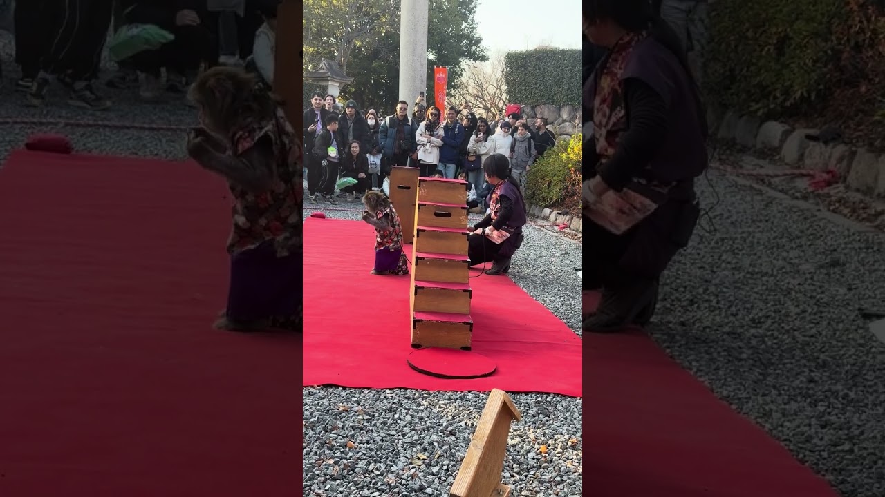 Monkey performance in Osaka Castle