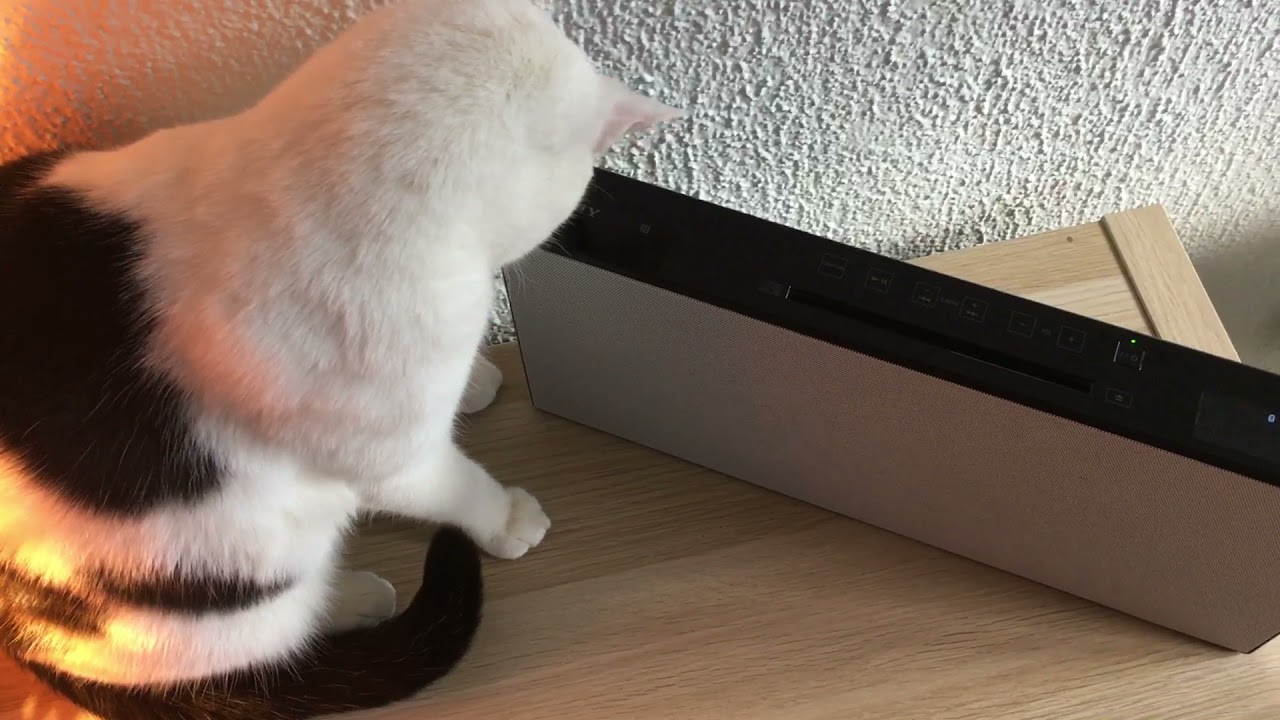 Sony CMT-X5CD is a great toy for cats !