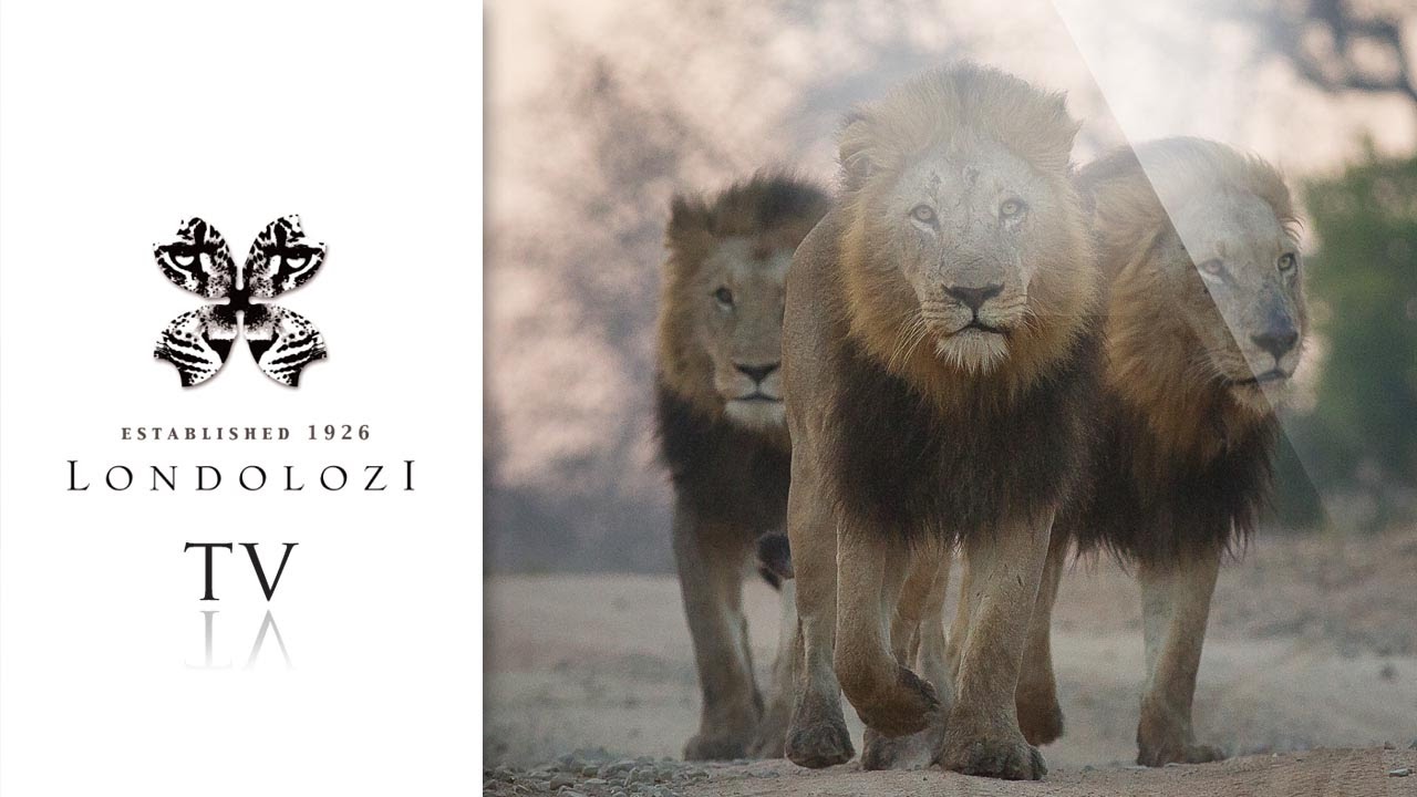 Majingilane Male Lions Chasing Intruder - Londolozi TV