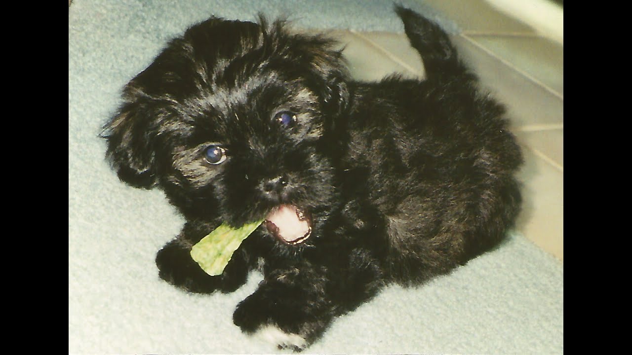 Dealing with Doggie Dementia -  Benny: A Dog's Life