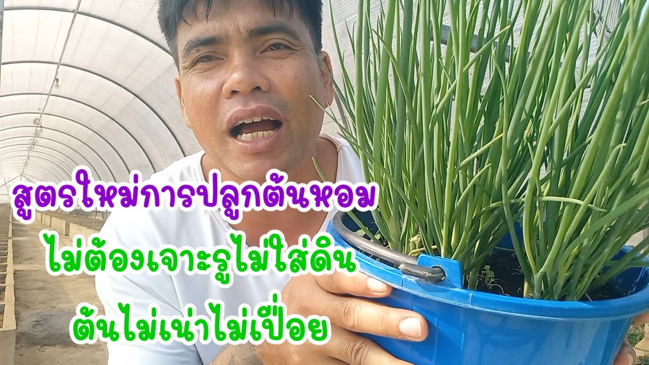 เราทำได้แล้ว การปลูกต้นหอมในครุ ปลูกแบบไม่ต้องเจาะรูไม่ต้องใสดินทำอย่างไร?/เต๋าสายกลาง