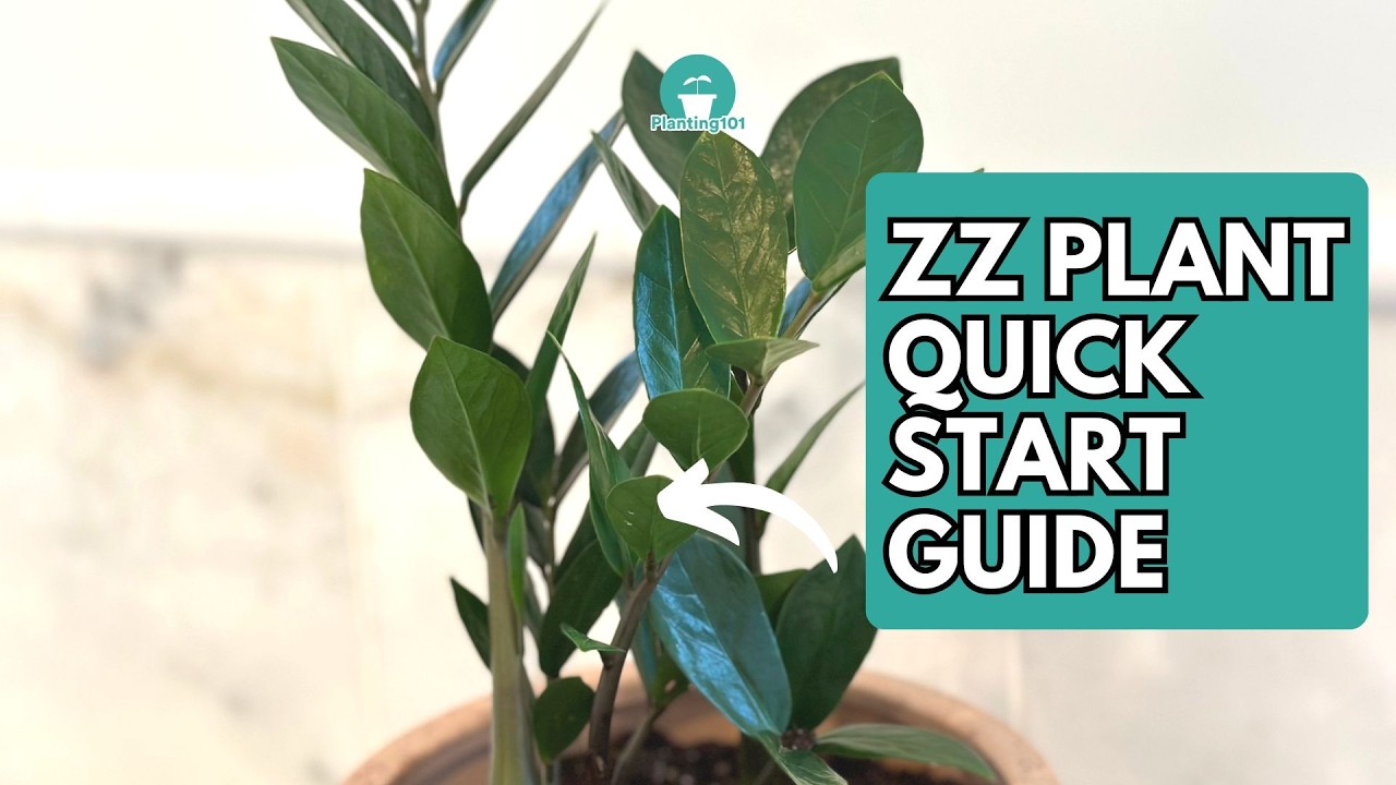 ZZ Plant Care | ZZ Plant | Zanzibar Gem | Zamioculcas zamiifolia