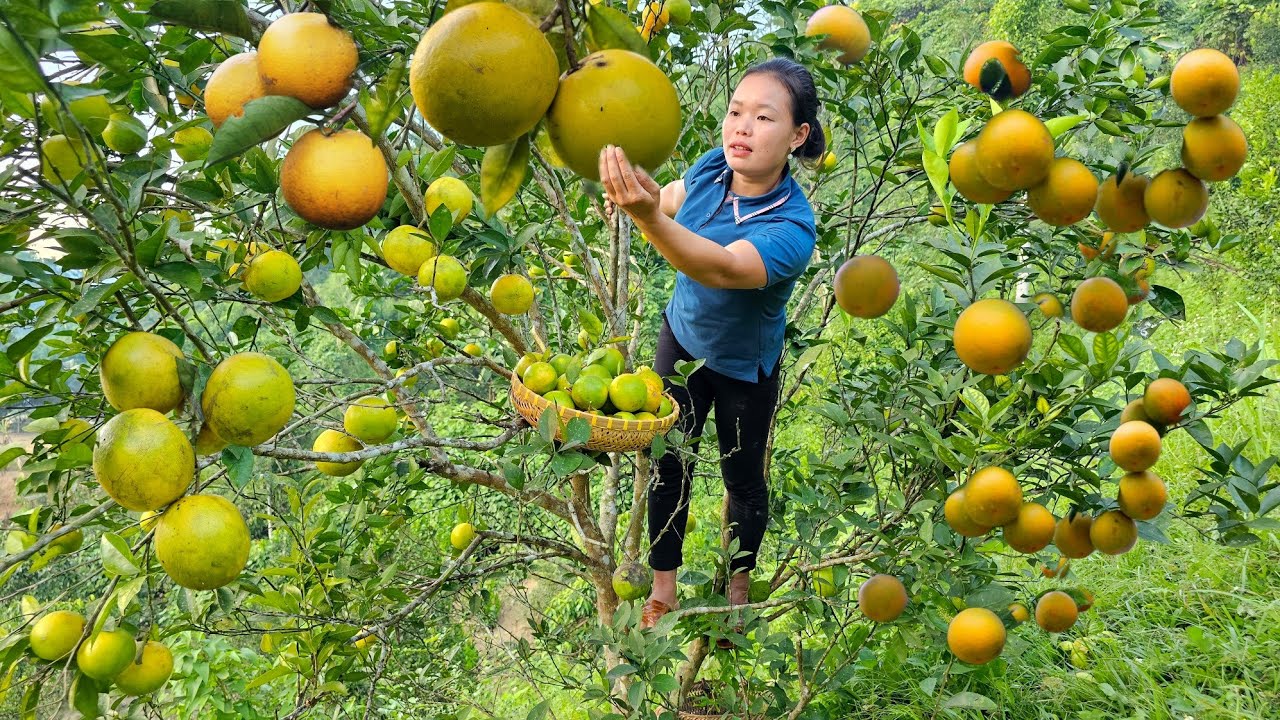 Cook Instant Noodles with Eggs - Pet Care: Harvest Oranges to sell at the market | Trieu Mai Huong.