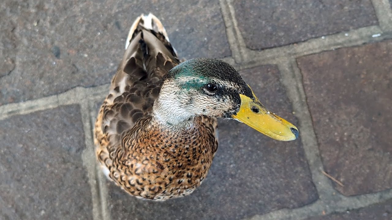 Eclipse Plumage: Why Male Mallards Change Their Appearance in Summer