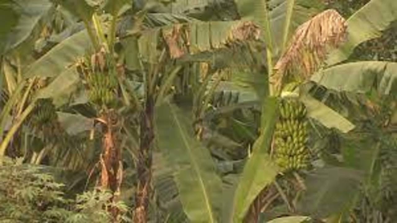 SSEZIMU ERINYENYA ENDAGALA