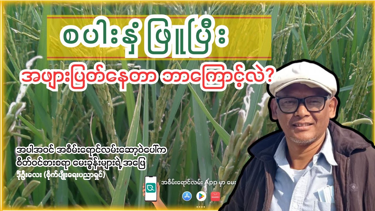 စပါးနှံဖြူပြီး အဖျားပြတ်နေတာဘာကြောင့်လဲ?