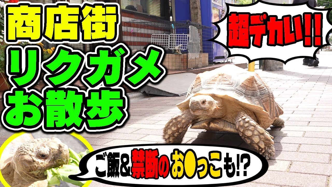 【ガメラかよ】リクガメと商店街を散歩!※閲覧注意 ご飯&お●っこも…【ASMR】tortoise taking a walk in tokyo english subtitled