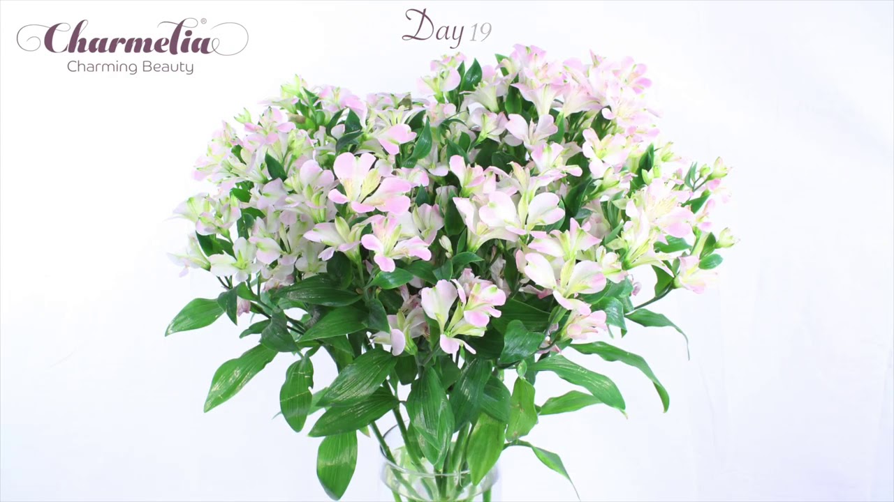 Timelapse Charmelia Pink