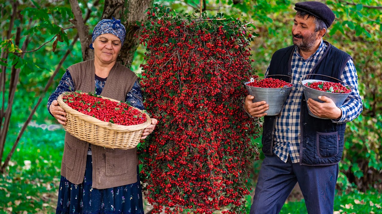 Бесплатная Еда Из Природы: Собираем и Готовим Красный Боярышник