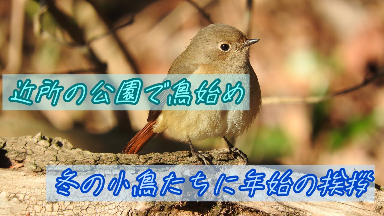 2026年鳥始め　アカアカコンビと定番小鳥たち