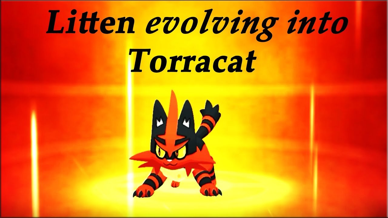 Litten evolves into Torracat ||Pok&eacute;mon Ultra Sun and Ultra Moon