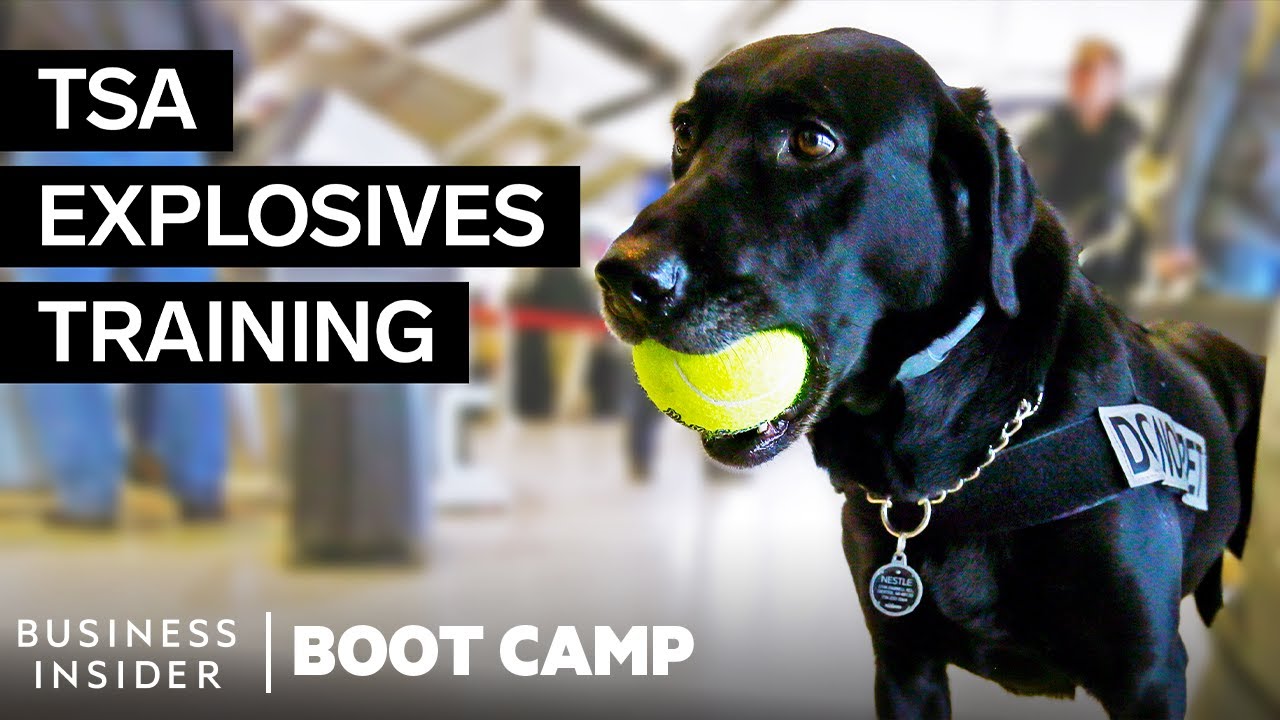 What TSA Airport Dogs Go Through In Explosives Training | Boot Camp