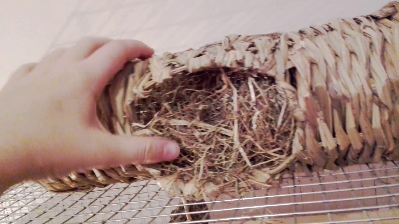 Degu Care video