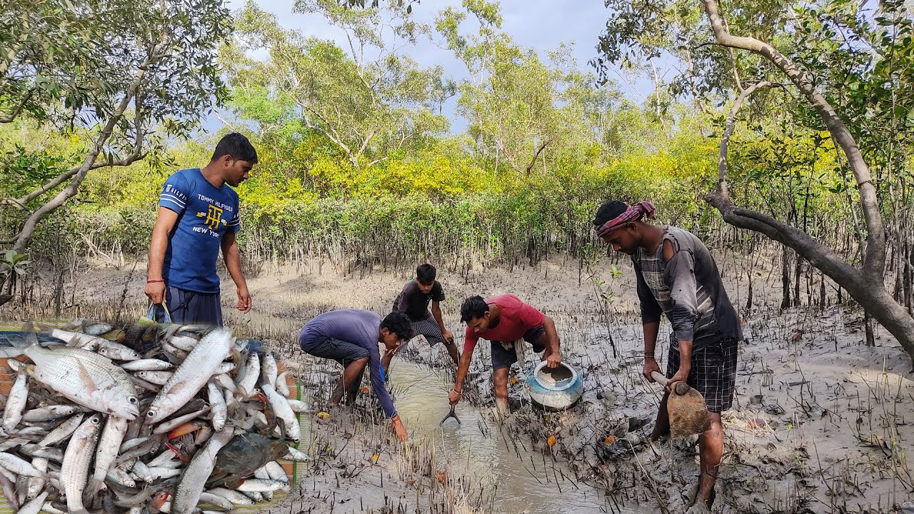 সুন্দরবনের গভীর জঙ্গলে ঝুঁকি নিয়ে মাছ ধরতে এলাম
