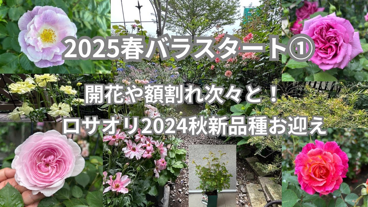 #37【2025春バラスタート！①４月中旬の庭側の様子をご紹介】