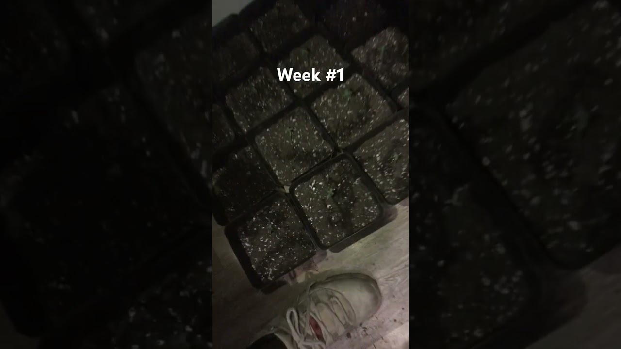 Space runtz week #1 ‼️ S.O.G method. #subscribe for updates and tips on growing
