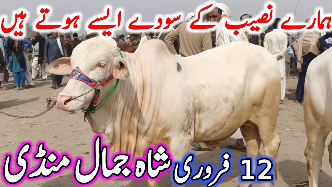 Shah Jamal Cow Mandi Fresh Latest Update Video | Cholistani Sahiwal Bachre | Chand TV Punjab Farming