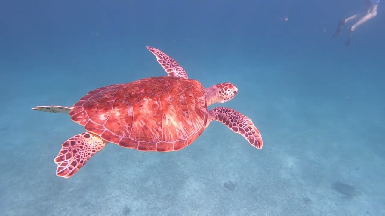 Swimming with Sea Turtles in Aruba