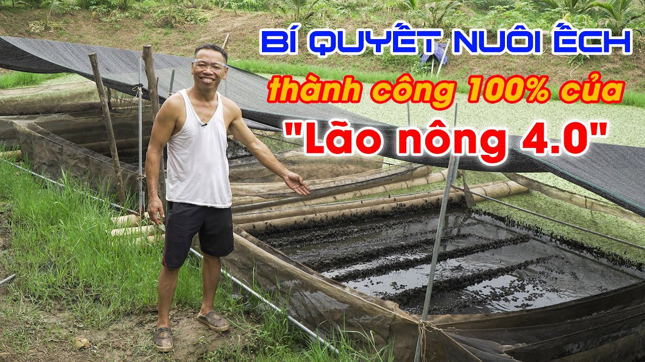 Bí quyết nuôi ếch sinh sản thành công của lão nông || Hướng dẫn kỹ thuật nuôi ếch đạt 100%