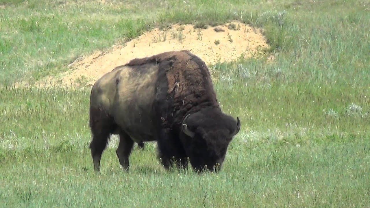 Badlands Buffalo