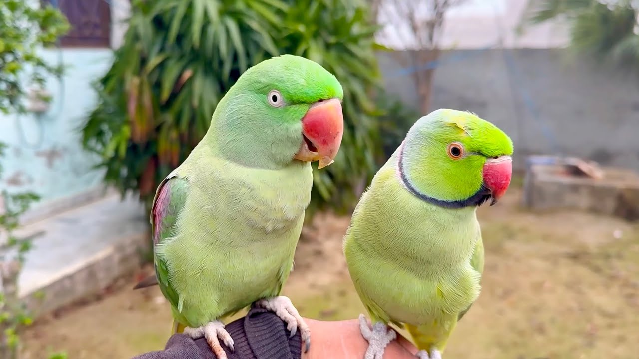 Walking with My Talking Parrots in Heavy Fog