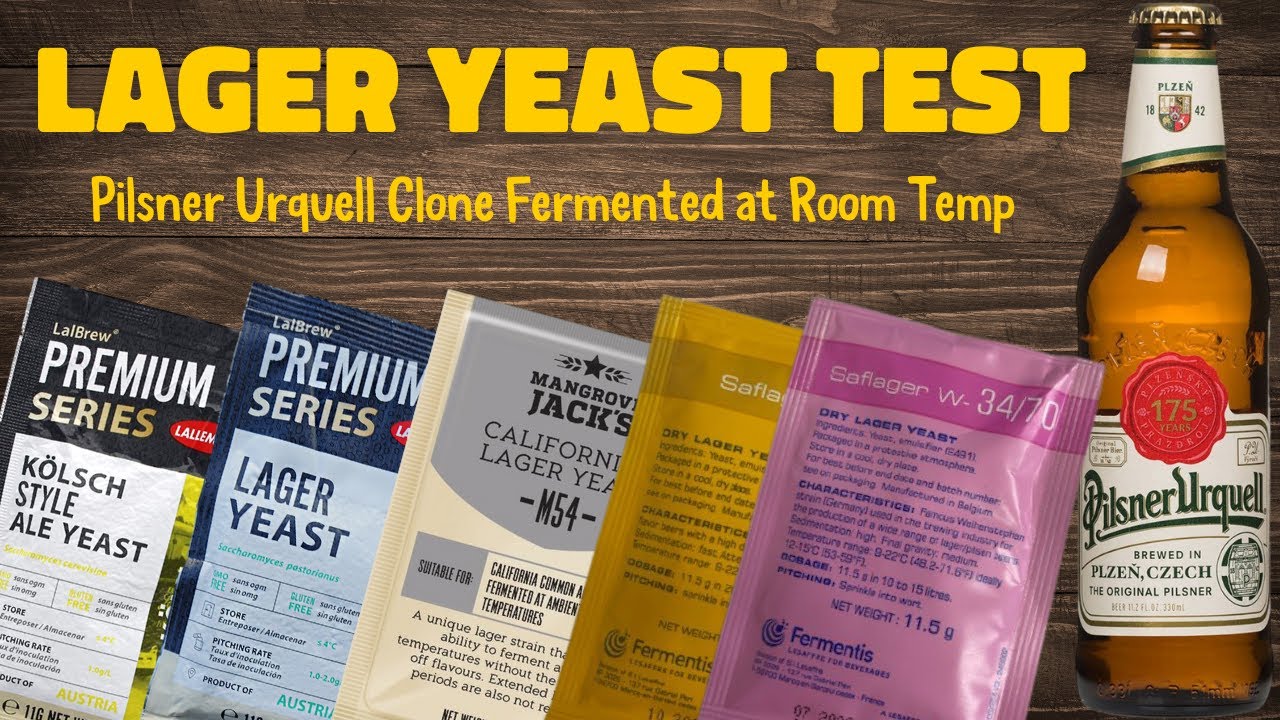 Lager Yeast Test | Pilsner Urquell Clone