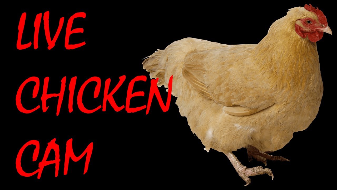 🐔Live Chicken Cam