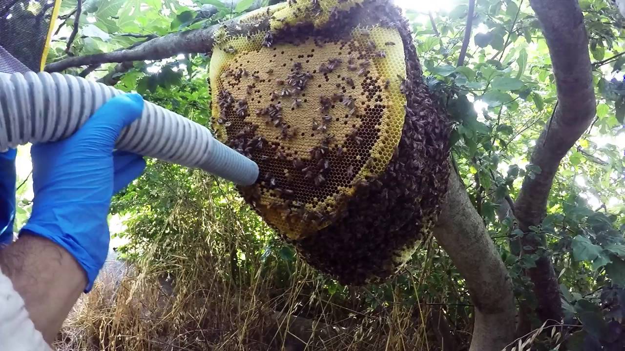 Recupero sciame d'api con aspirasciami - Bee swarm catch vacuum cleaner GoPro Hero 4 Silver HD 1080p