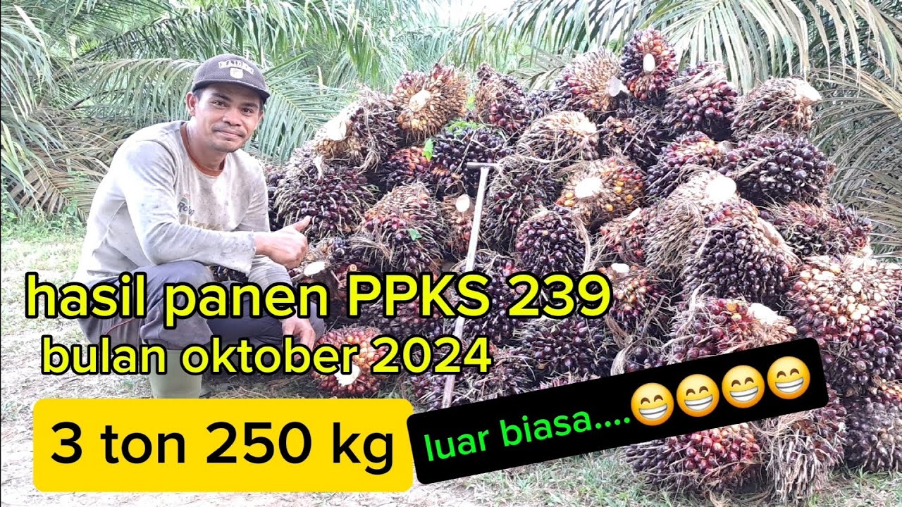 panen ppks 239 di bulan oktober 2024..,hasil bersih Rp.7 juta 486.000..🤔🤔🤔
