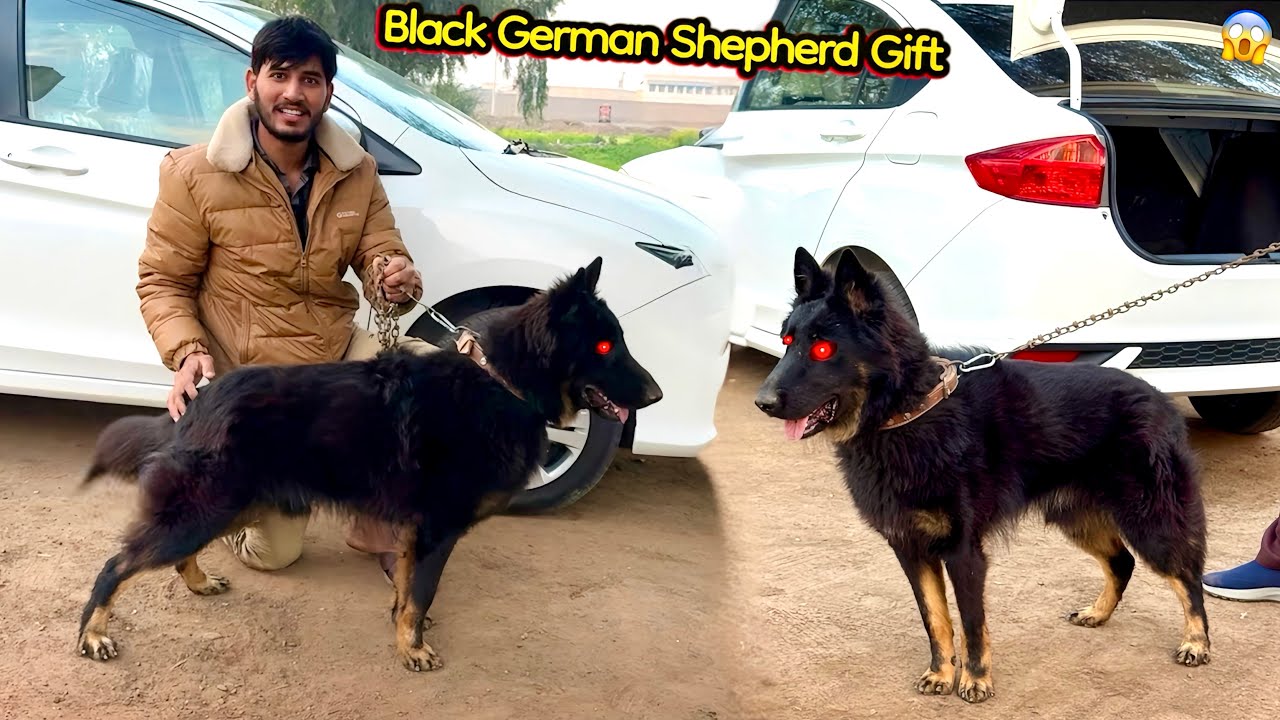 HAMAY BLACK GERMAN SHEPHERD GIFT 🎁 MILA 😍