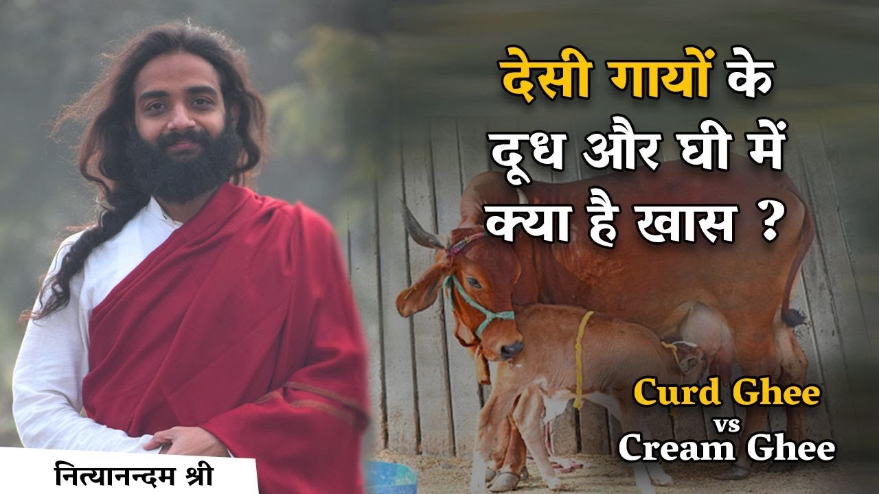 देसी गायों के दूध में क्या है ख़ास? | Anandam Ayurved's A2 Cow Milk & Ghee Vs  Normal Ghee