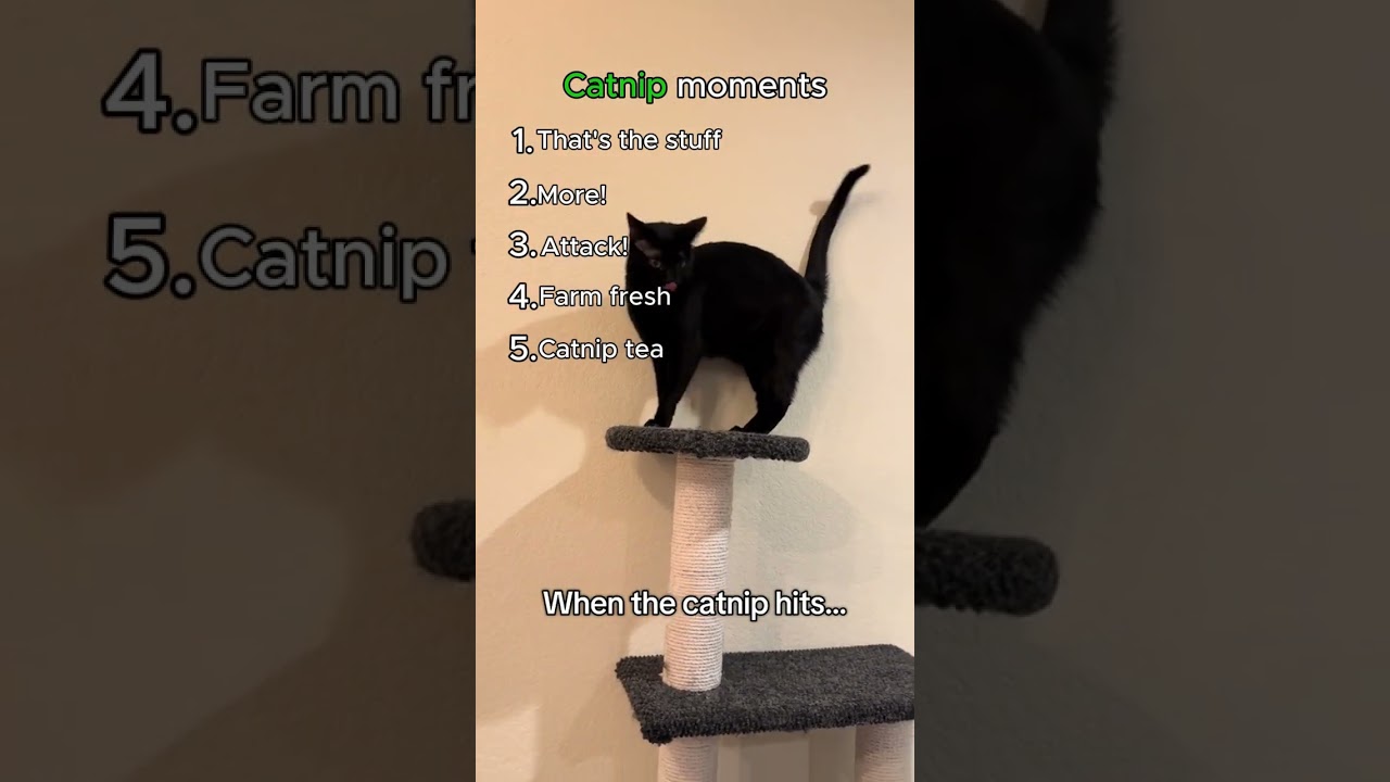 These Cats Just Hit the Catnip HARD 😂 #cat #catvideos #funnycatvideos