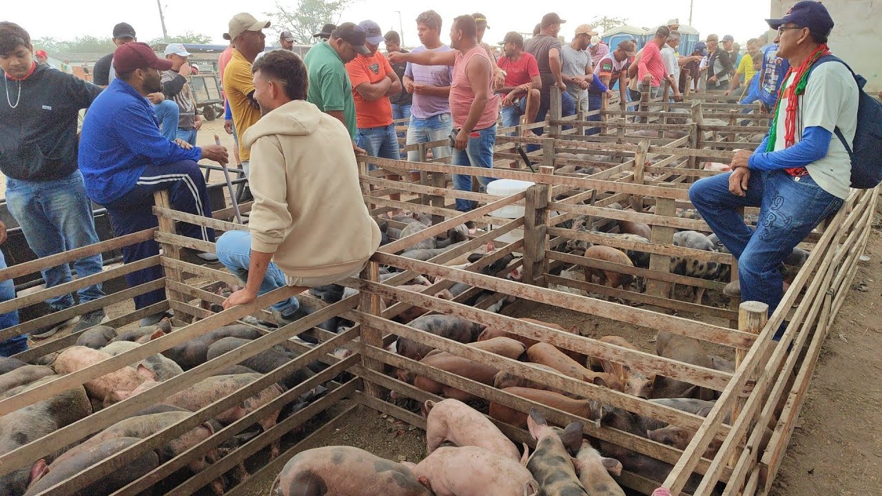 Feira de porco/Ovino Cachoeirinha-PE 29/01/26