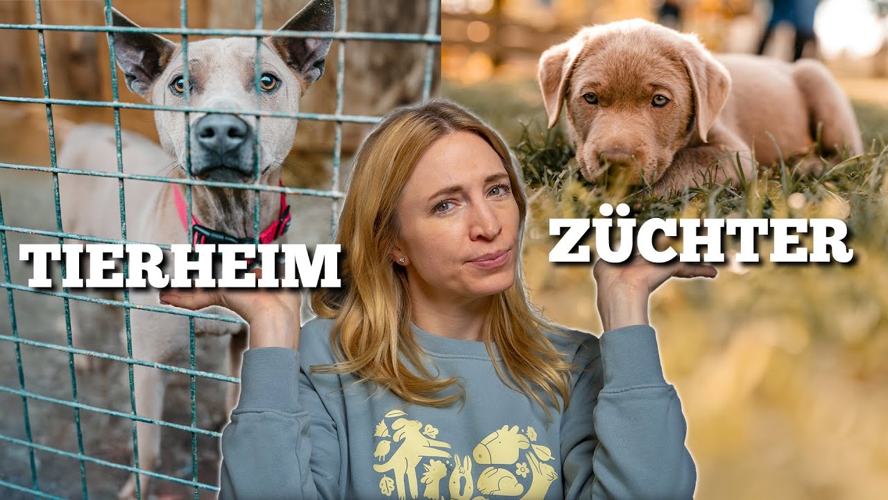 Ersthunde-Guide: Tierheimhund oder Welpe vom Z&uuml;chter?