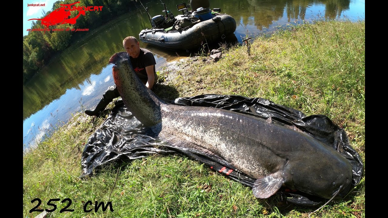 Un nouveau Big Silure de 252 cm !!!