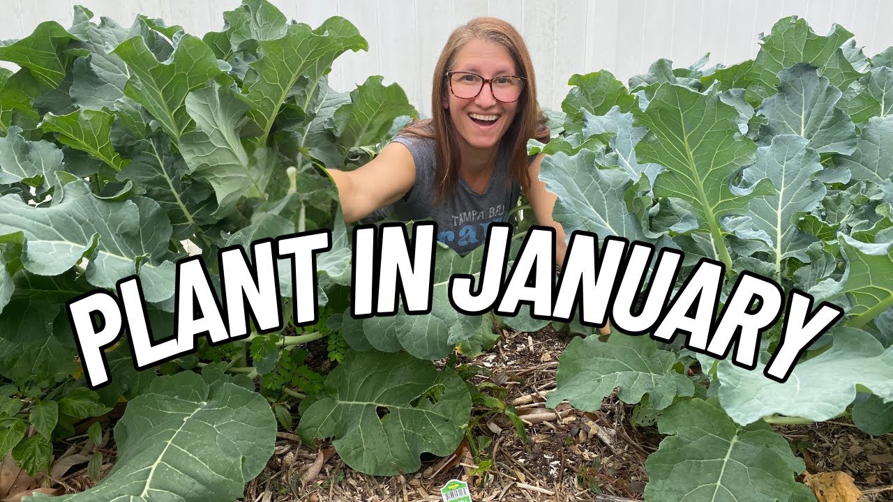 25 Awesome Veggies You Can Plant in January: January Growing Guide