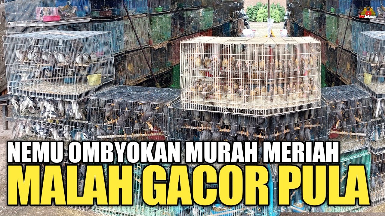 REJEKI ! 5 EKOR CUMA 50RB AN ! NEMU YANG MASIH OMBYOKAN GACOR PULA !!