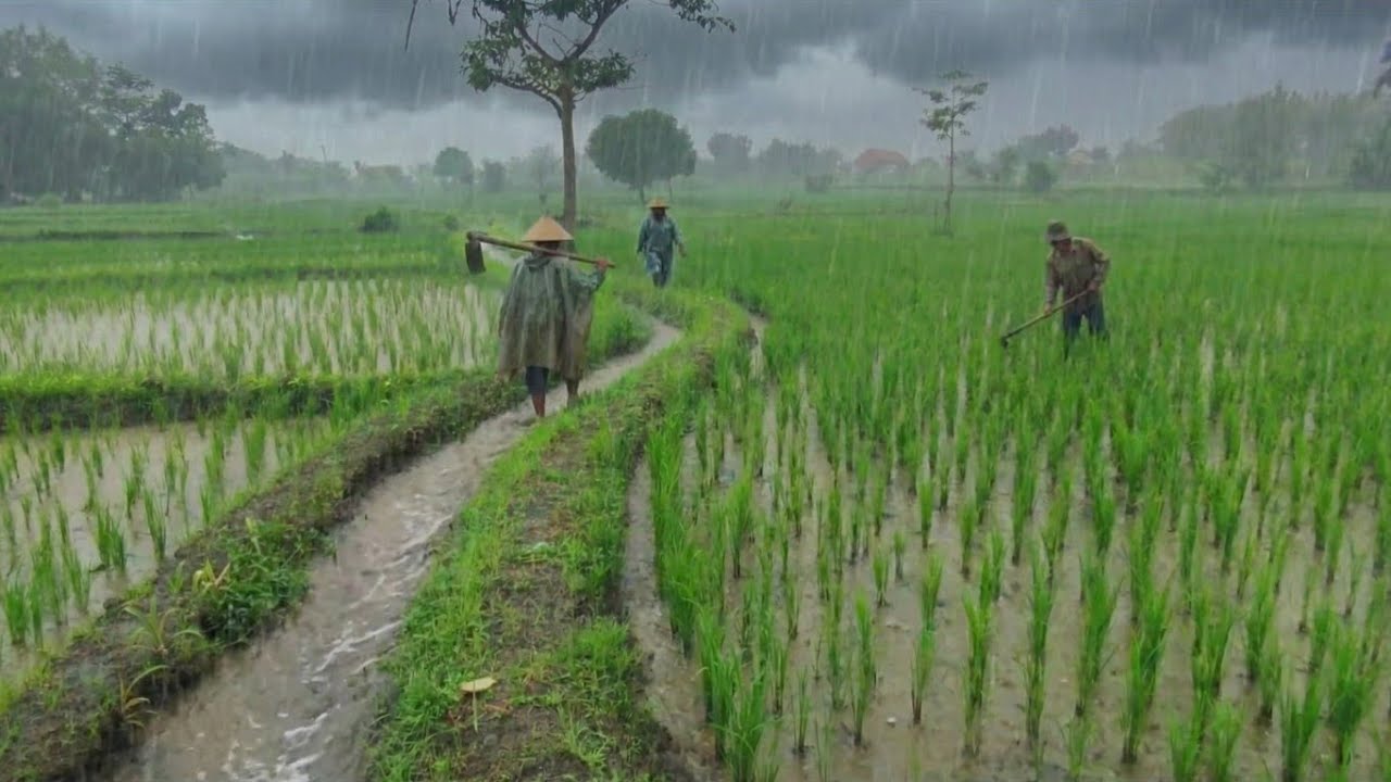 Walking in the Rain 🌧️ Natural Sounds, No Music