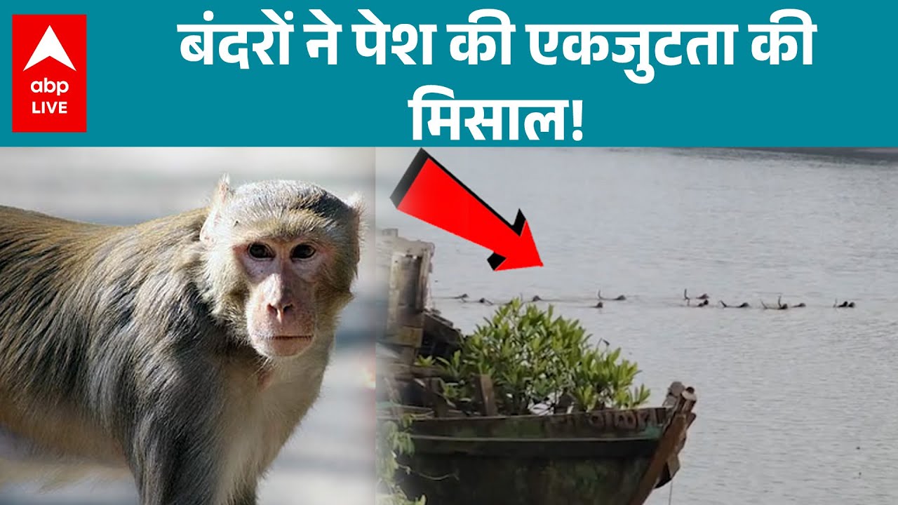 A rare sight of unity among wild animals was seen in Kendrapara district of Odisha. ABPLIVE