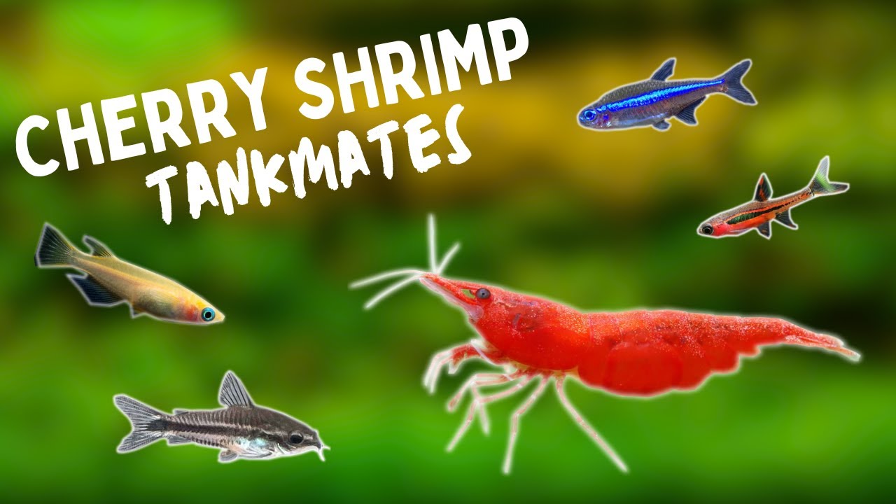 BEST Cherry Shrimp TANKMATES | TOP 10