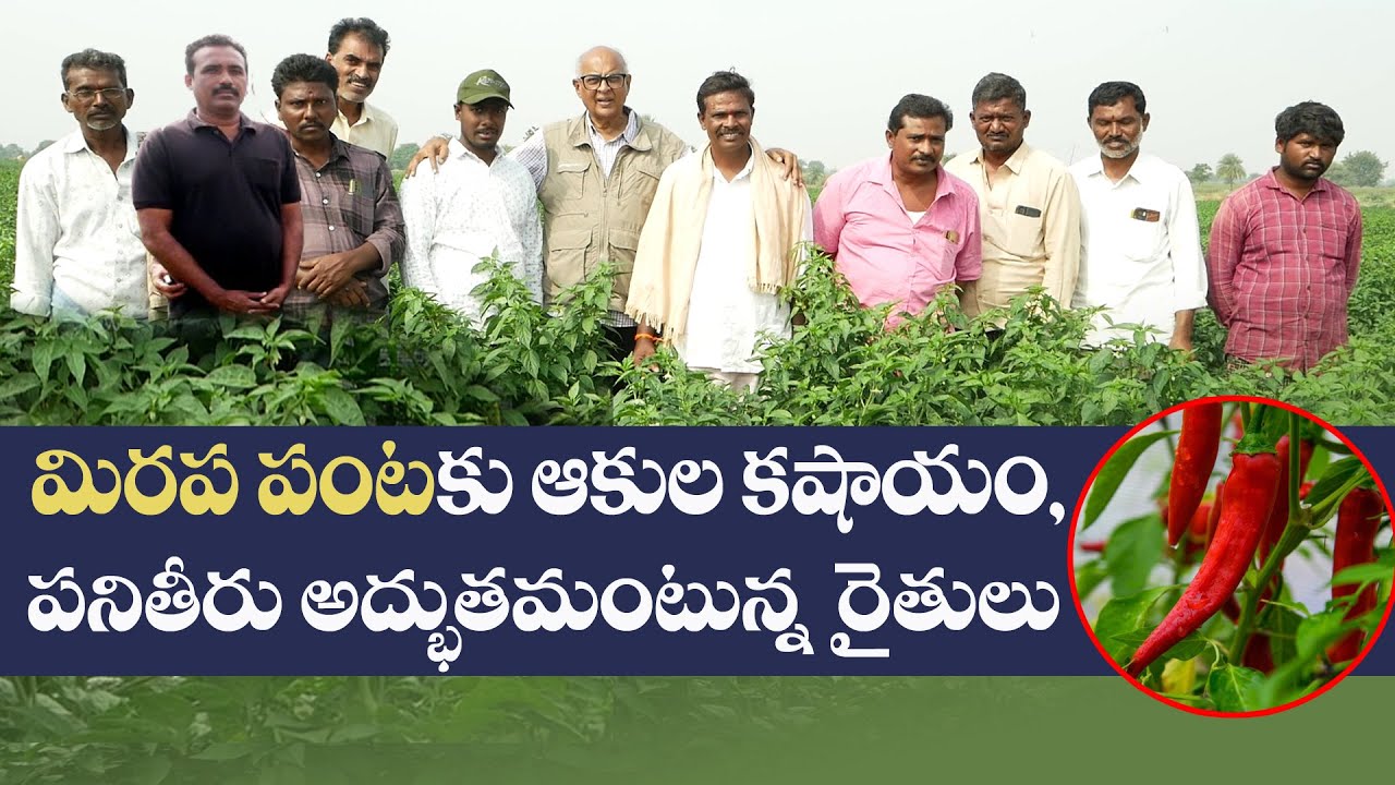 E147 | మిరపలో ఈ కషాయం ఫలితాలపై, వివిధ రైతుల అనుభవాలు | @GramaBazaar | Mirchi | 833 1800 100