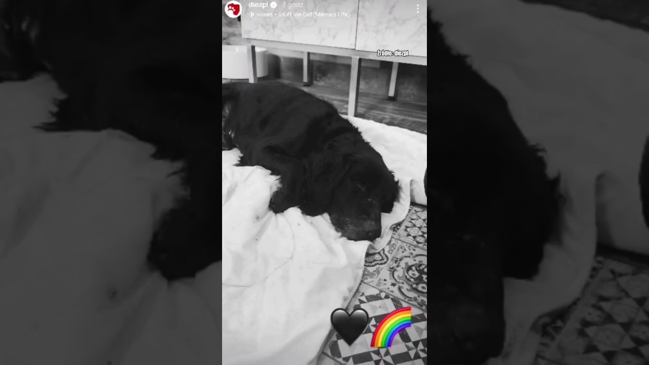 Niestety nie zdążył znaleźć domu 🖤🌈 #goodbye #dog #dioz #info