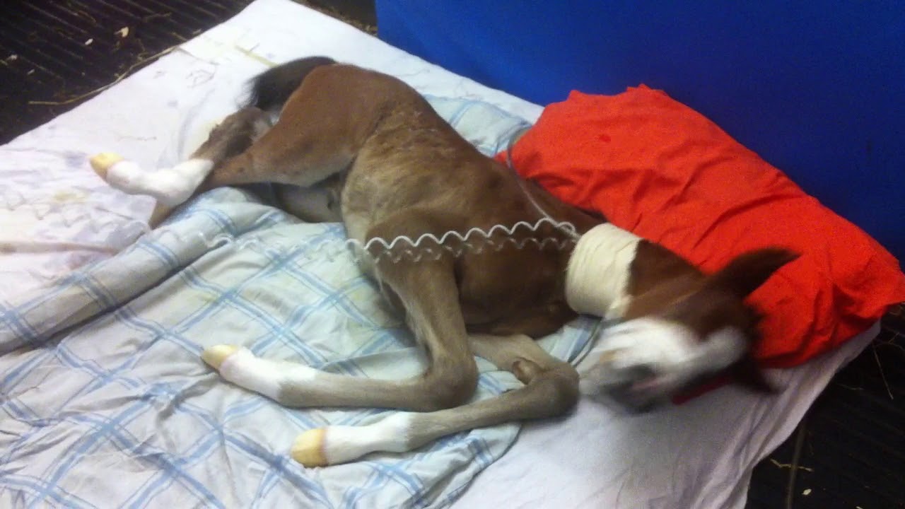 Neonatal maladjustment syndrome in foals: neurologic signs (video 3)