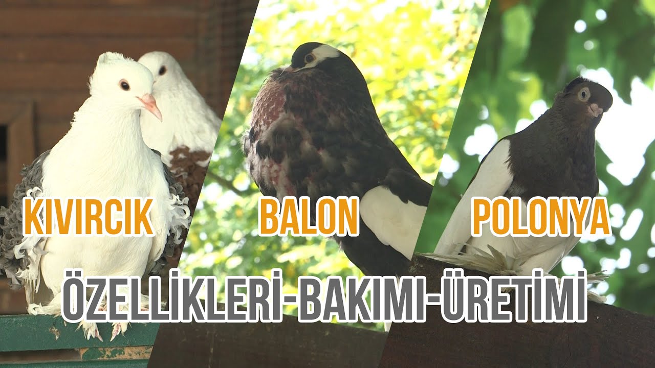 Kıvırcık - Balon - Polonya Güvercinleri (Bakımı-Üretimi ve Güvercin Yarışmaları) - Süslü #güvercin