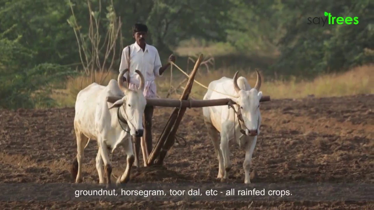 SayTrees supporting farmers with sustainable income through tree plantations
